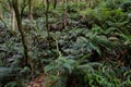 Rainforest in Taieri River Scenic Reserve. Royalty Free Stock Photo