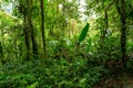 Rainforest in Tapanti national park, Costa Rica Royalty Free Stock Photo