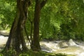 Rainforest in Thailand