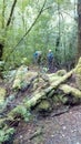 Fallen Trees with Moss