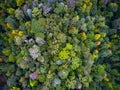 Rainforest Top Down