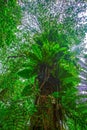Rainforest tree with epiphytes and dense foliage Royalty Free Stock Photo