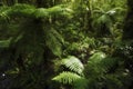 Rainforest Tree Ferns Royalty Free Stock Photo