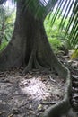 Rainforest Tree Landscape Buttress Roots Light