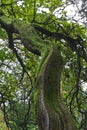 Rainforest tree Royalty Free Stock Photo