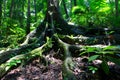 Rainforest tree Mossman Gorge Royalty Free Stock Photo