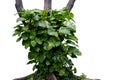 Rainforest tree trunk with tropical foliage plants