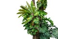 Rainforest tree trunk with tropical foliage plants, Monstera, go