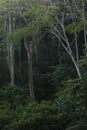 Rainforest tree trunks and green leaves Royalty Free Stock Photo