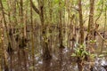 Rainforest tree trunks and roofs in the water, Port Douglas, Queensland, Australia Royalty Free Stock Photo