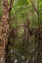 Rainforest tree trunks and roofs in the water, Port Douglas, Queensland, Australia Royalty Free Stock Photo