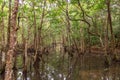 Rainforest tree trunks and roofs in the water, Queensland, Australia Royalty Free Stock Photo