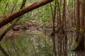 Rainforest tree trunks and roofs in the water, Queensland, Australia Royalty Free Stock Photo