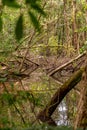 Rainforest tree trunks and roofs in the water, Queensland, Australia Royalty Free Stock Photo