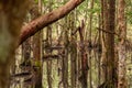 Rainforest tree trunks and roofs in the water, Queensland, Australia Royalty Free Stock Photo