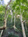 Rainforest trees in Kilim Karst Geoforest Park in Langkawi island, Kedah, Malaysia. Royalty Free Stock Photo