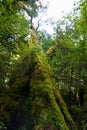 Rainforest trees and mossy woods in inner forest of Fiordland New Zealand, Milford Track