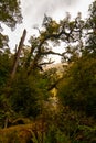 Rainforest trees and mossy woods in inner forest of Fiordland New Zealand, Milford Track, Great Walk