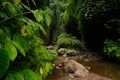 Rainforest and Tropical jungle on the idyllic island of Bali, Indonesia.