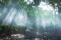 Rainforest under jesus light