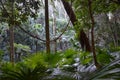 Rainforest understory Royalty Free Stock Photo