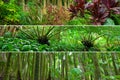 Rainforest variety combination panorama strips