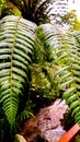 The Rainforest vegetation