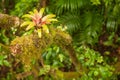 Rainforest vegetation