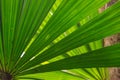 Rainforest vegetation, detail of a palm leaf, in Port Douglas area, Queensland, Australia