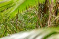Rainforest vegetation, palm leafs, in Port Douglas area, Queensland, Australia