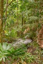Rainforest vegetation and a walking path in Port Douglas area, Queensland, Australia