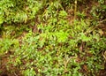 Rainforest vegetation