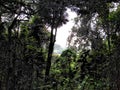 Rainforest View At Bukit Timah Hill