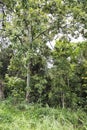 Rainforest View Near Kuranda