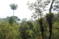 Rainforest View Tropical Tree Bromeliads