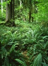 Rainforest, Washington