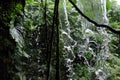 Rainforest waterfall Royalty Free Stock Photo