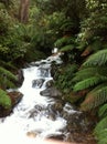 Rainforest steps baw baw Royalty Free Stock Photo