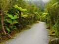 Ancient Rainforest, Tree Ferns Royalty Free Stock Photo