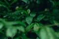 Rainforest wet foliage after rain with water drops on leave moody green color nature photography Royalty Free Stock Photo