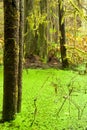 Rainforest wetland wildernis of West Coast BC Royalty Free Stock Photo