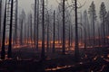 Rainforest wildfire environment disaster background. Jungle forest bushfire scene with dire consequences for nature