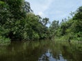 Rainforrest french guyane Royalty Free Stock Photo