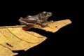 Rainfrog on a leaf Royalty Free Stock Photo