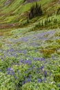 Rainier Alpine Wildflowers Royalty Free Stock Photo