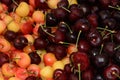 Rainier and bing cherries Royalty Free Stock Photo