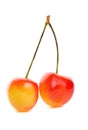 Rainier cherries Royalty Free Stock Photo