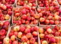 Rainier cherries Royalty Free Stock Photo