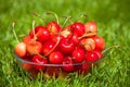 Rainier Cherries in a bowl on green grass Royalty Free Stock Photo