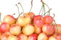 Rainier Cherries Close Up Royalty Free Stock Photo